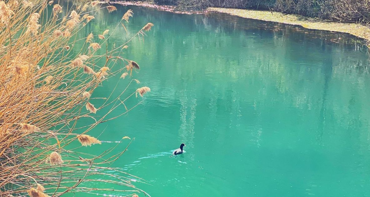 Fiume Velino a Primavera con papera